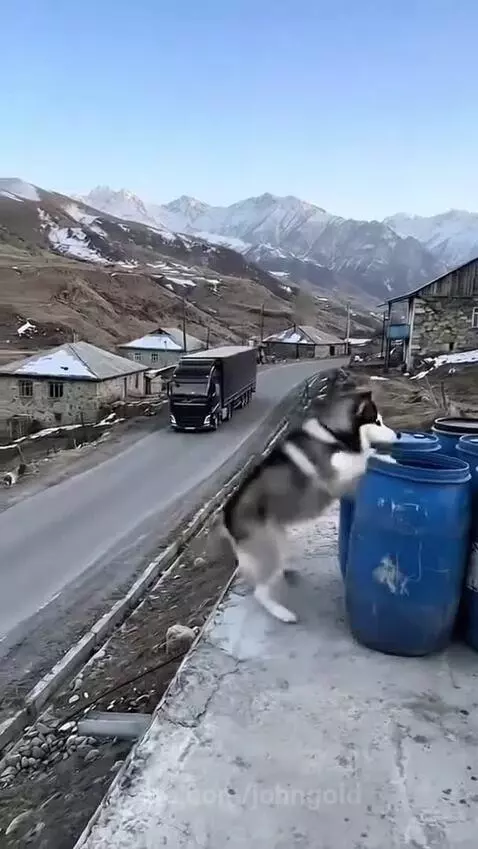 Husky dog looking back at a truck driver before a mountain road collapses into a sinkhole.