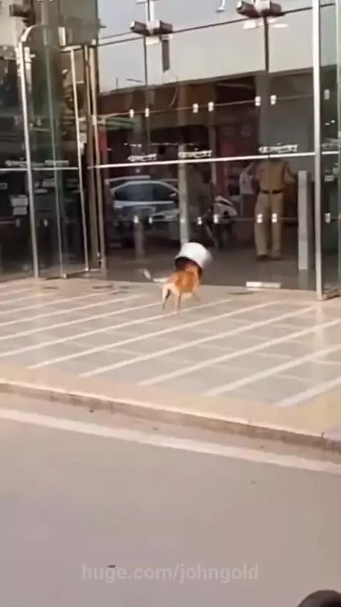 Brown dog with a metal pot stuck on its head running and crashing into a glass door.
