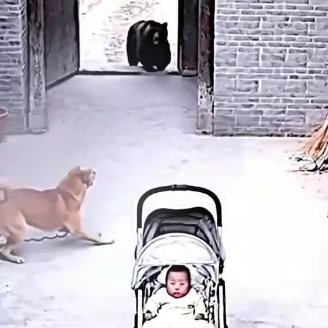 Cat save baby by mhaseeb9996