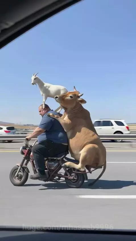 Animals drive with Man by mhaseeb9996