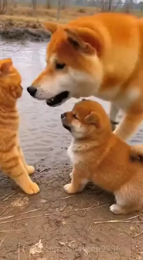 Cat and dog baby fight by mhaseeb9996