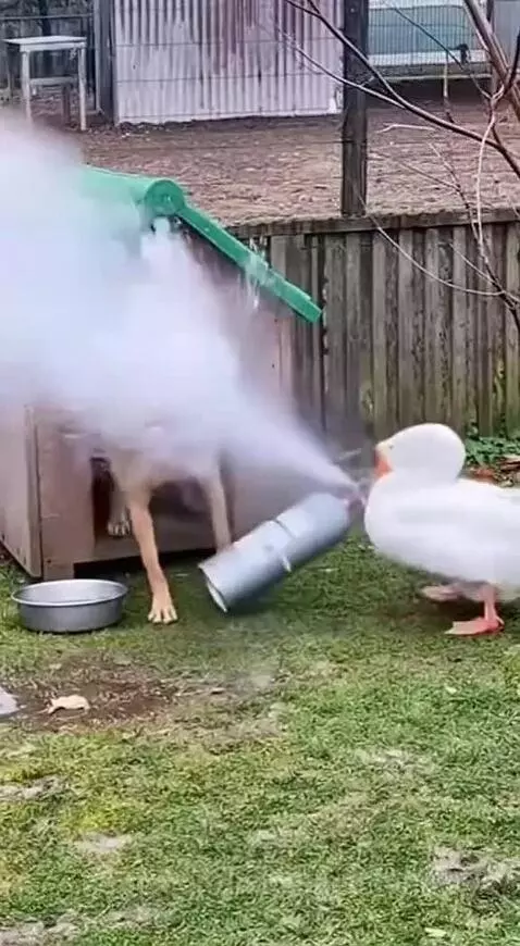 Duck and dog fun by mhaseeb9996