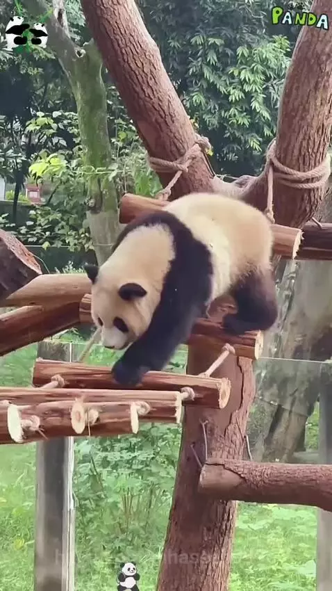 Panda funny moments by mhaseeb9996