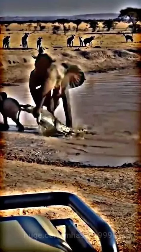 Elephant save baby by mhaseeb9996