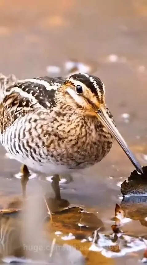 Brads dance by mhaseeb9996