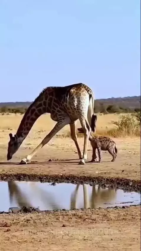 Have kik tall animal by mhaseeb9996