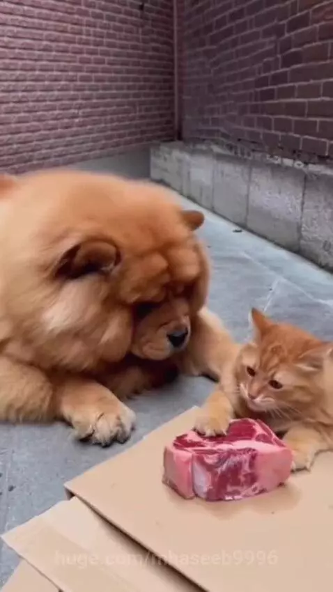 Orange cat riding on a chow chow's back, with a butcher falling behind them.