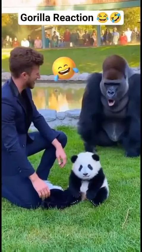 Man kneels beside a gorilla, who reacts with chest-beating and vocalizations to a panda plush toy.