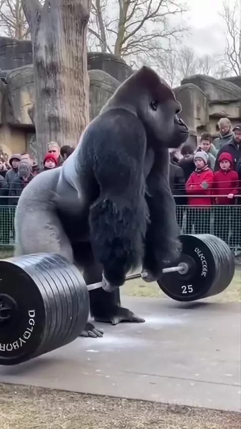 A large gorilla performing a deadlift with a heavy barbell in an outdoor enclosure, with a crowd watching.