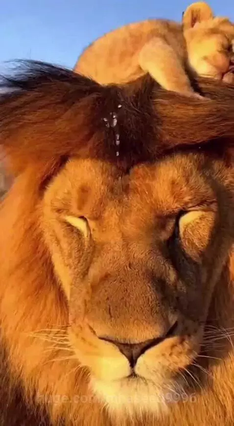 Male lion roars playfully at a female lion while a cub rests on his back.