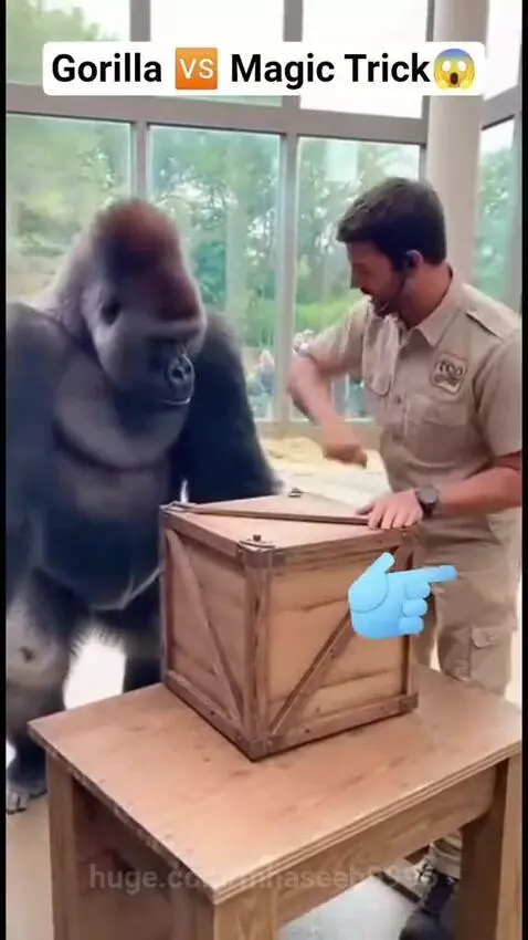 Zookeeper performs magic trick, making red apples appear for a surprised gorilla.