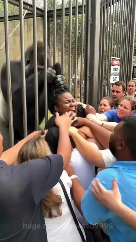 A gorilla holding a woman's braided hair through enclosure bars as people try to pull her away.