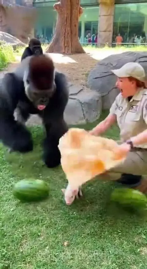 Adult gorilla jumping back from a zookeeper holding a piglet after a magic trick with a watermelon.
