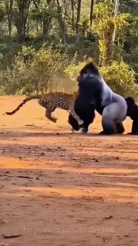 Silverback gorilla delivering a powerful punch to a leopard that is attacking it, with a baby gorilla clinging to its leg.