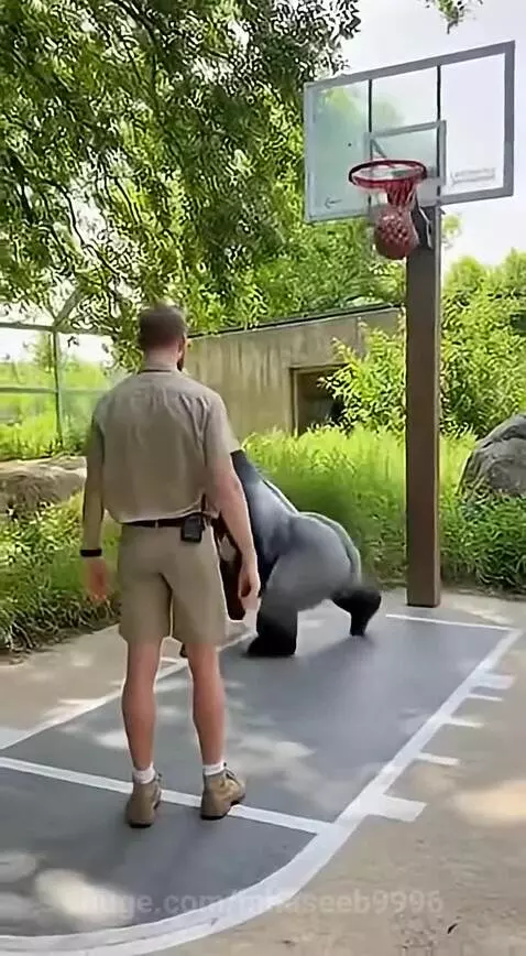 A gorilla in a basketball game with a zookeeper, performing a powerful dunk.