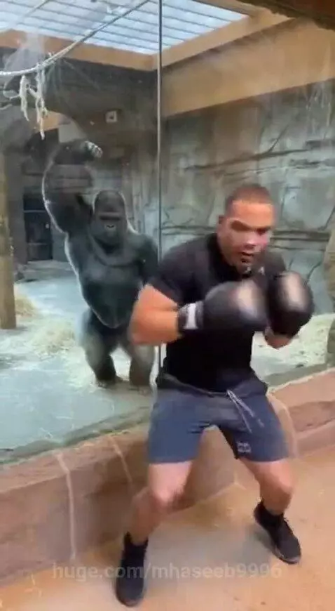Gorilla inside a zoo enclosure punches the glass, causing it to crack extensively.