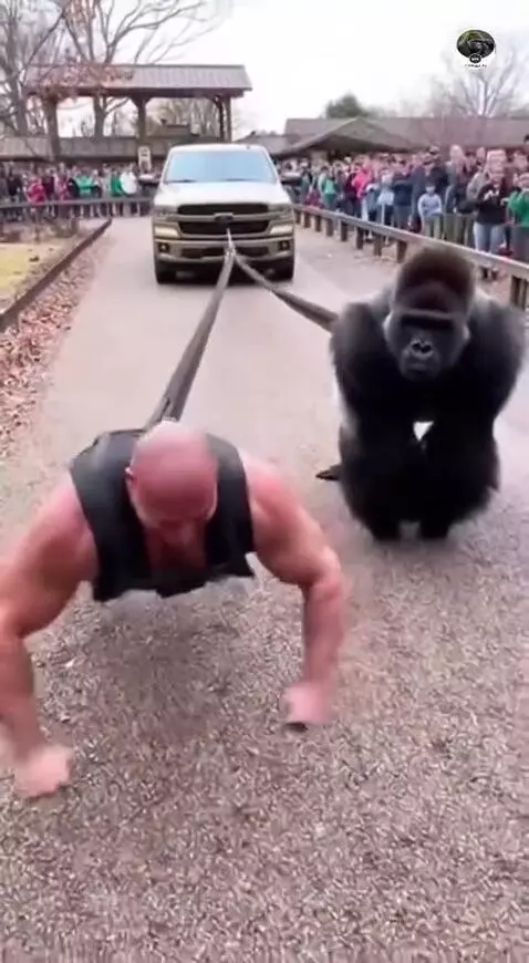 Muscular man and black gorilla pulling a silver pickup truck forward on a gravel path with a crowd watching.