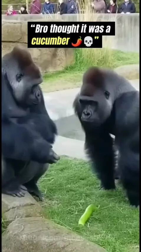 Gorilla reacting with surprise after eating a chili pepper, then jumping into water.