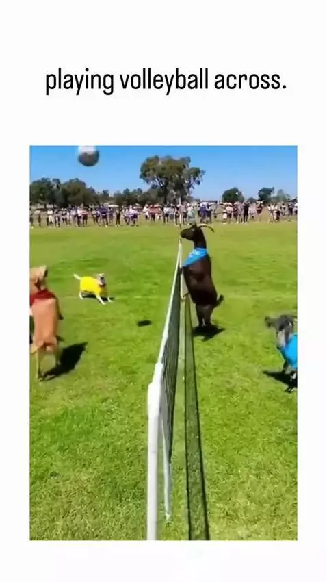 Dogs and goats playing volleyball on a sunny grassy field with a net.
