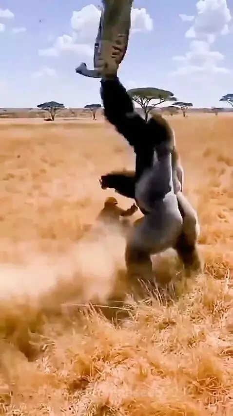 A large gorilla-like creature in a savanna throws a cheetah high into the air.