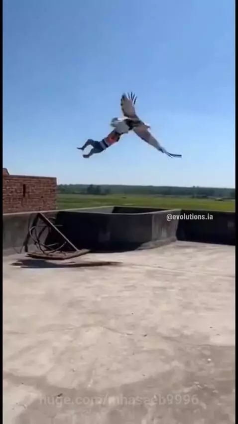 Baby on rooftop is lifted by a large bald eagle, then safely returned.
