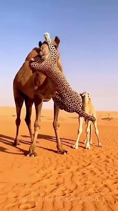 Adult camel with a leopard biting its neck in a desert environment, with visible distress.