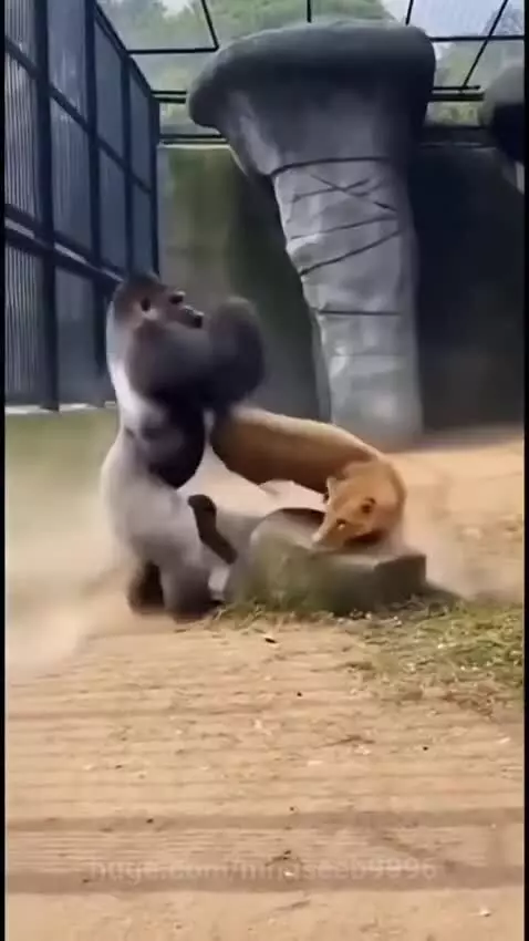 Adult gorilla standing tall and pushing a lion away from a younger gorilla in an animal enclosure.