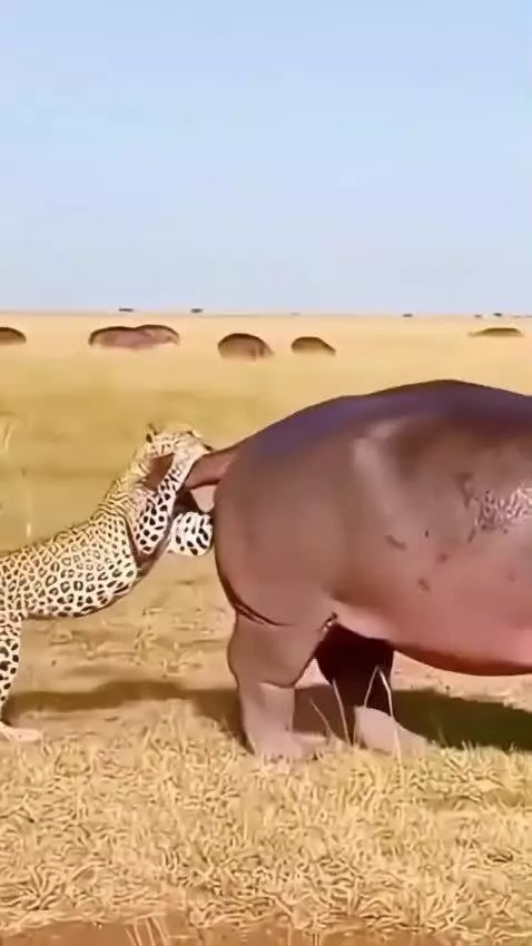 Tiger not save hunting by mhaseeb9996