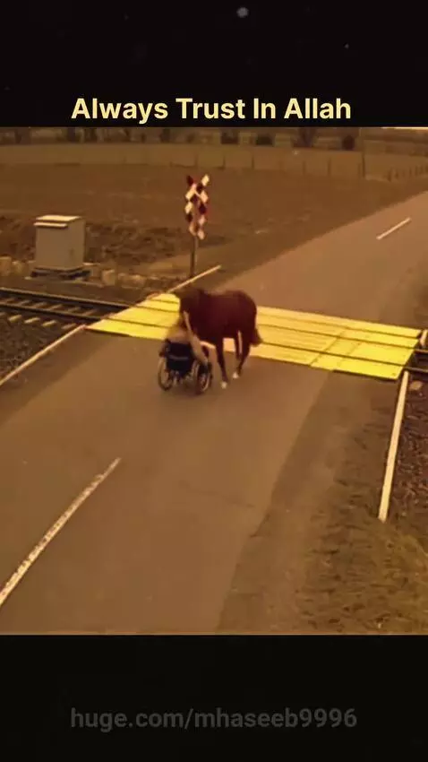 A horse stands protectively in front of a person in a wheelchair at a railway crossing as a train approaches.