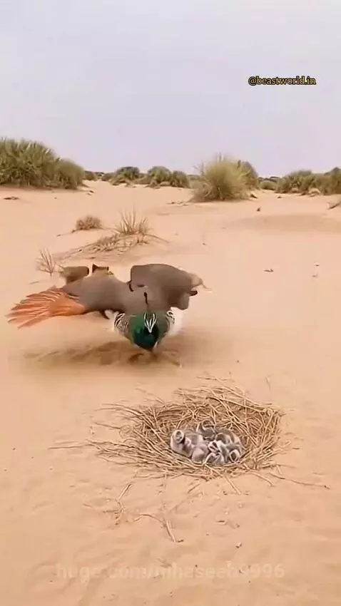 A peacock spreads its wings aggressively, facing a red fox near its nest of chicks in a sandy, arid environment.