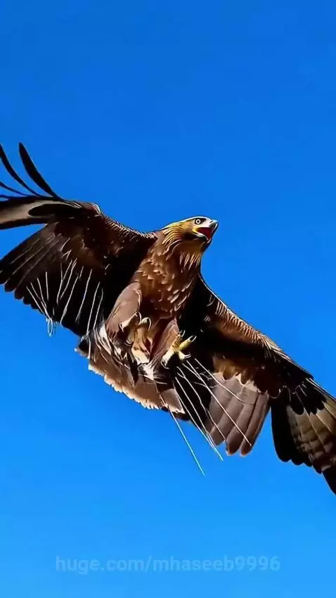 Golden eagle with porcupine quills embedded in its chest after a failed hunt.