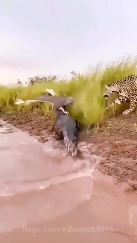 Jaguar attacking a crocodile on a muddy bank, having just saved a bird.