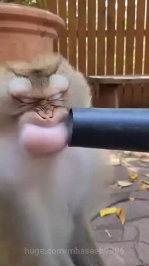 Monkey sitting with cheeks puffed out as a leaf blower is pointed at its face, then both monkeys run away.