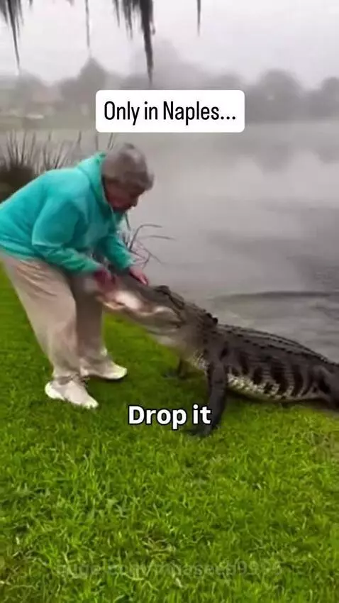 Woman in turquoise hoodie calmly takes dog from alligator's mouth, saying 'Drop it'.