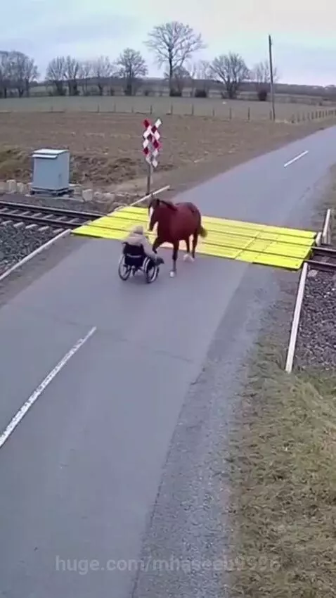 Person in wheelchair and a horse stand near train tracks as a high-speed train passes very closely.