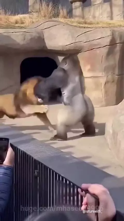 A male gorilla aggressively striking a male lion with its fists inside a zoo enclosure.