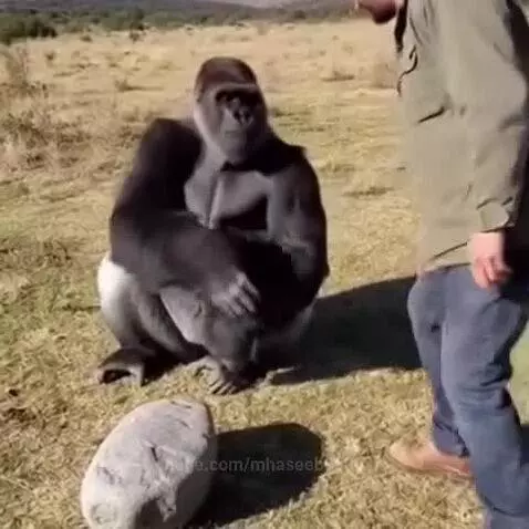 Man shakes hands with a gorilla, which then destroys a rock with its hand.