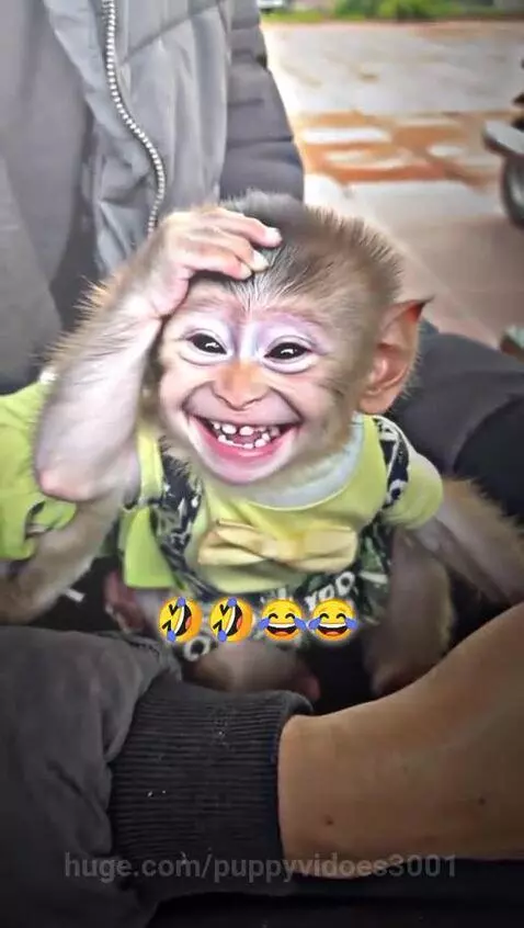 monkey smile by puppyvidoes3001