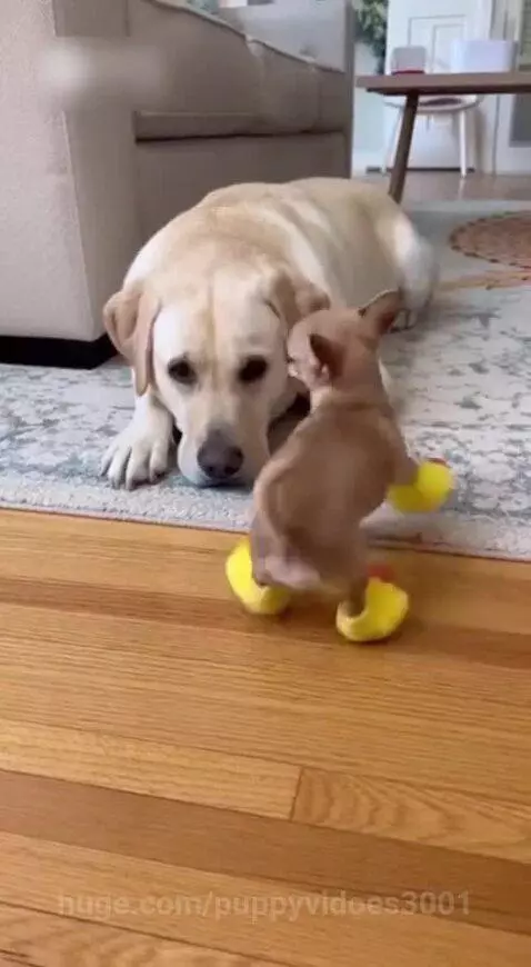 dog funy video by puppyvidoes3001