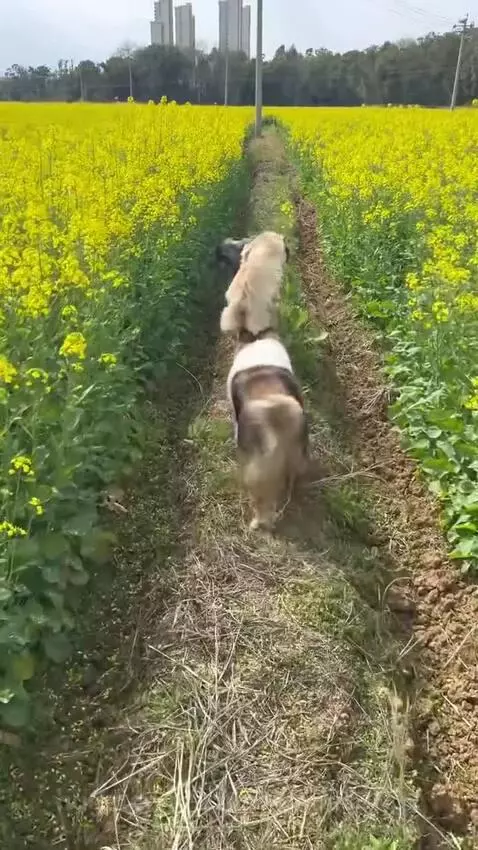 cute puppy by puppyvidoes3001