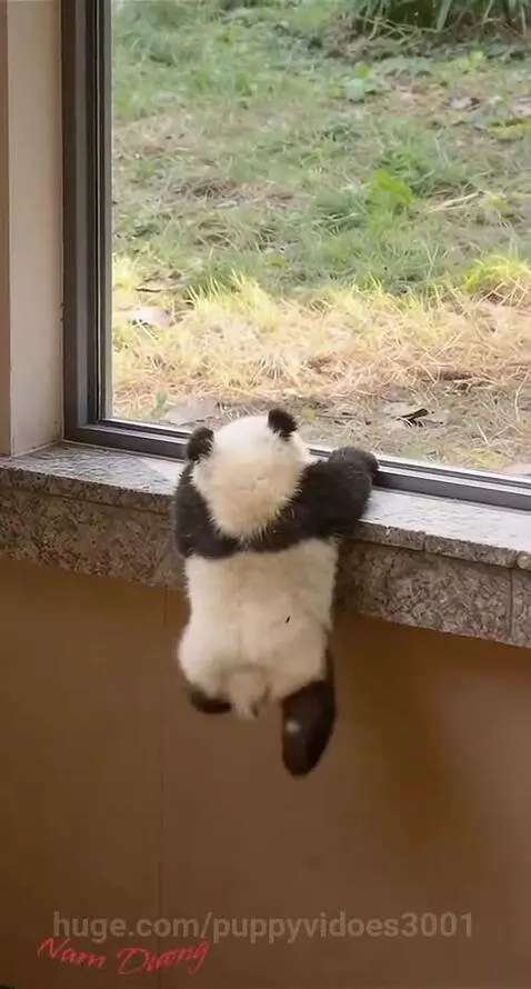 cute panda 🐼 by puppyvidoes3001