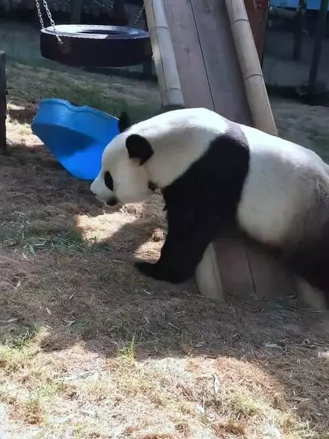 Panda fun by puppyvidoes3001