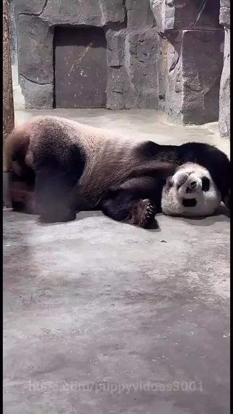 Panda sleeping after hard work by puppyvidoes3001