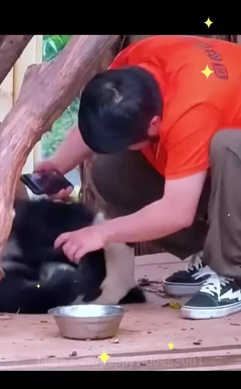 cute funy Panda by puppyvidoes3001