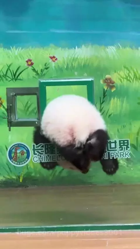 naughty cute panda by puppyvidoes3001