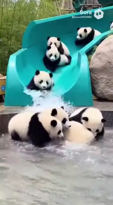 find a fun in pool by puppyvidoes3001