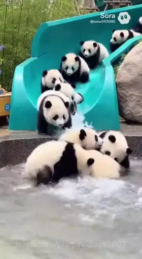 panda fun in pool by puppyvidoes3001