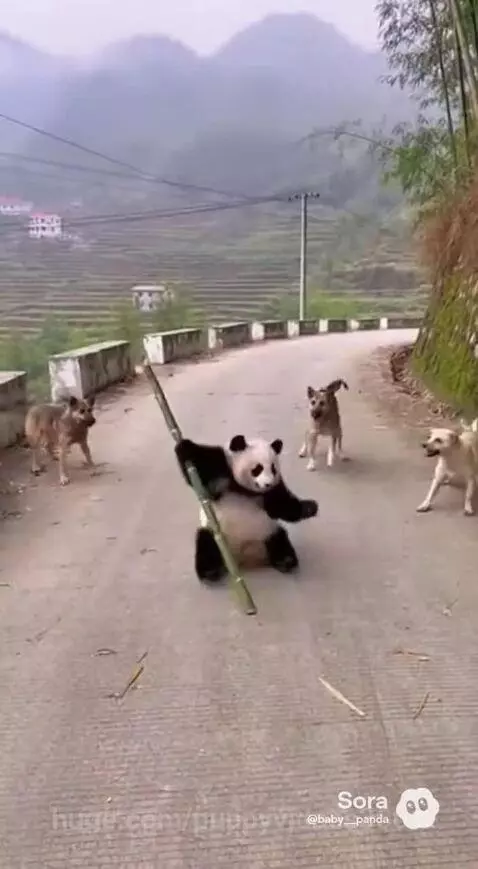 panda full angry mood by puppyvidoes3001