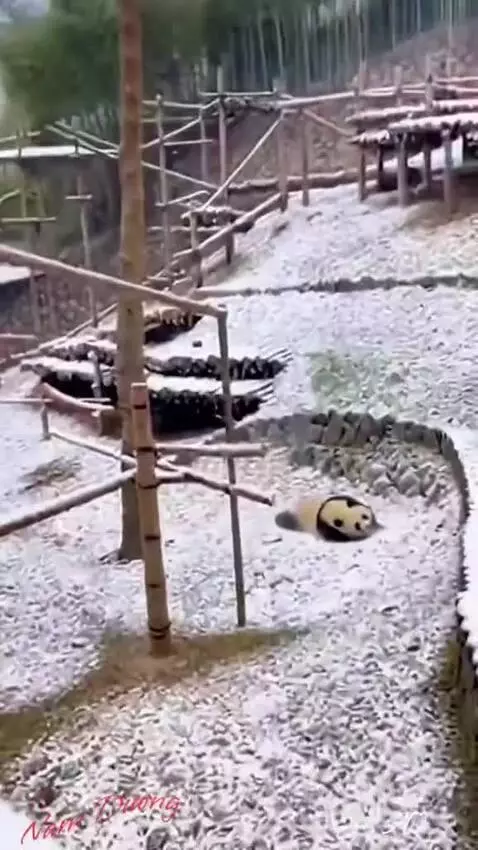 panda 🌲 by puppyvidoes3001