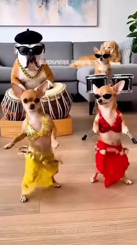 dog dance by puppyvidoes3001